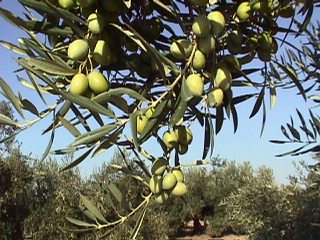 Aceitunas en la rama