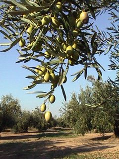 Aceitunas en su rama